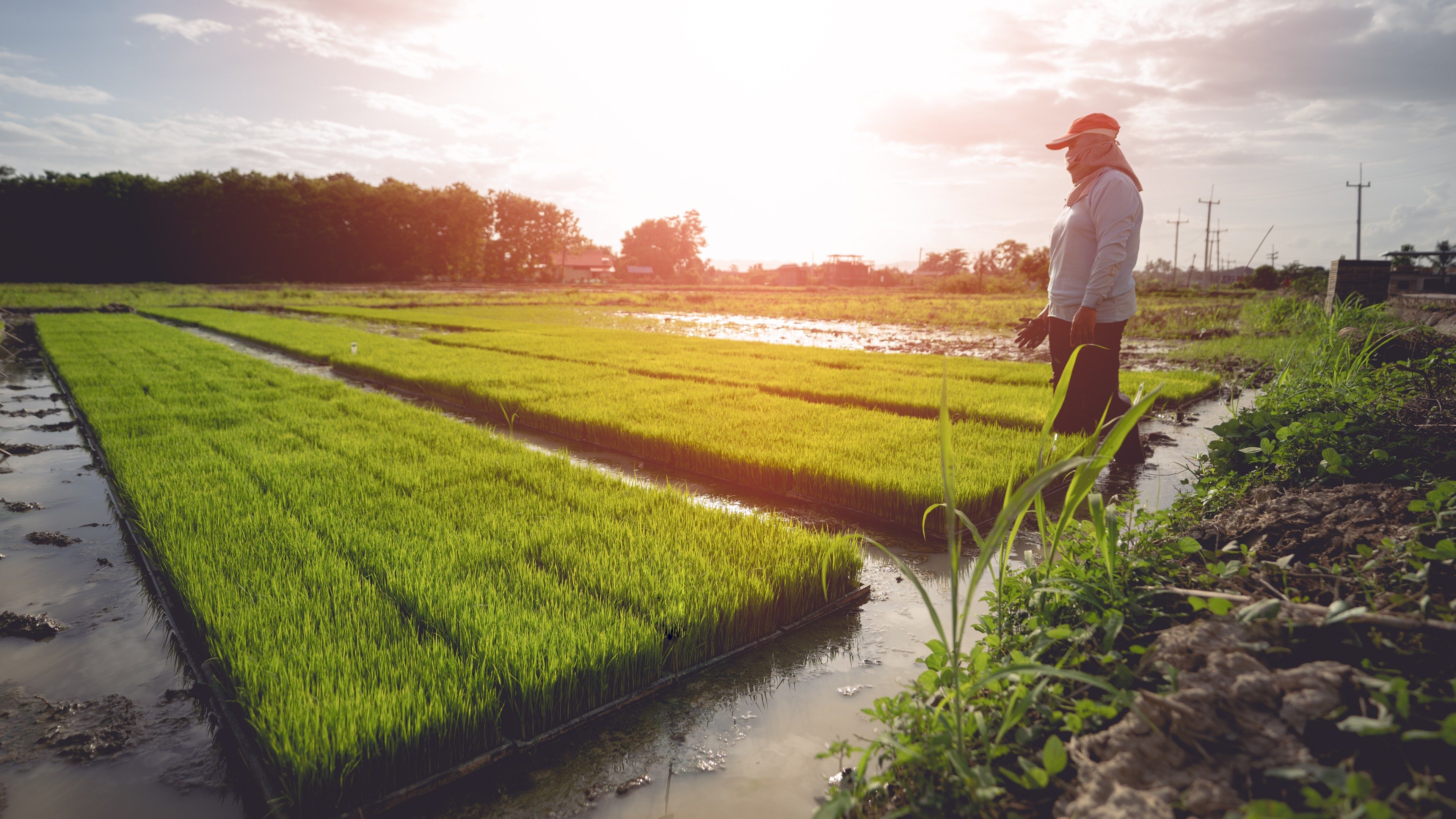 Asian farmer working on rice filed outdoor
